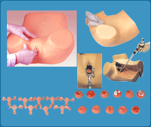 Gynecological Examination Model, Gynecological Examination Training Model, Gynecological Examination Manikin, Gynecological Training Model, Breast Examination Model, Breast Examination Manikin, Breast Cancer Examination Training Model, Breast Model, Breast Self Examination Model, Development Process for Fetus Model , Stages of development of embryo Model, Embryo Development Model