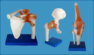Urinary System Model, Kidney Model, Joints Model, Wrist Joint Model, Ankle Joint Model, Elbow Joint Model, Knee Joint Model, Shoulder Joint Model,  Hip Joint Model, Teeth Model, Charts on First Aid, Skeleton System Chart, Muscular System Chart, Joint and ligament, Nervous System  Brain Chart, Spinal Chord Chart,  Cardiovascular system Chart, Respiratory system Chart, Lungs Chart, Trachea Chart, Larynx Chart, Digestive System Chart, Oral Cavity Chart, Teeth Chart, Stomach Pancreas and spleen 